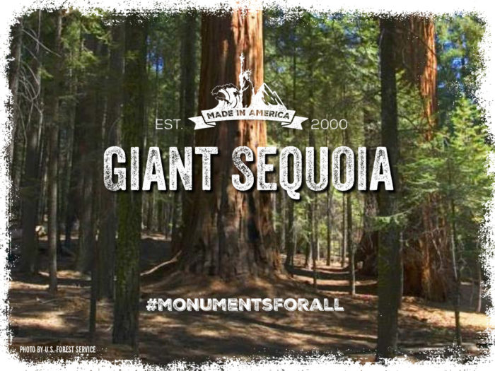 Giant Sequoia National Monument. #MonumentsForAll