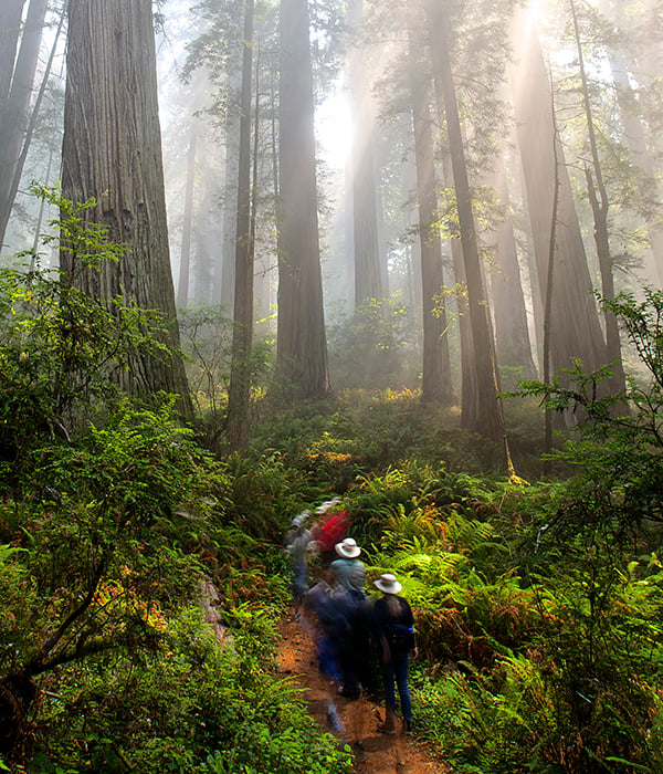 Photo by Jon Parmentier, Save the Redwoods League