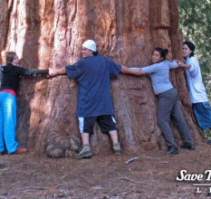 Giant Sequoias | Save The Redwoods League