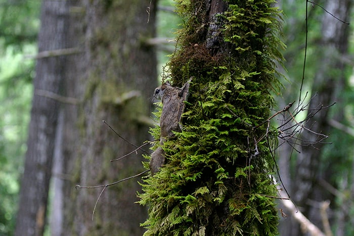 Flying Squirrel Strategy 