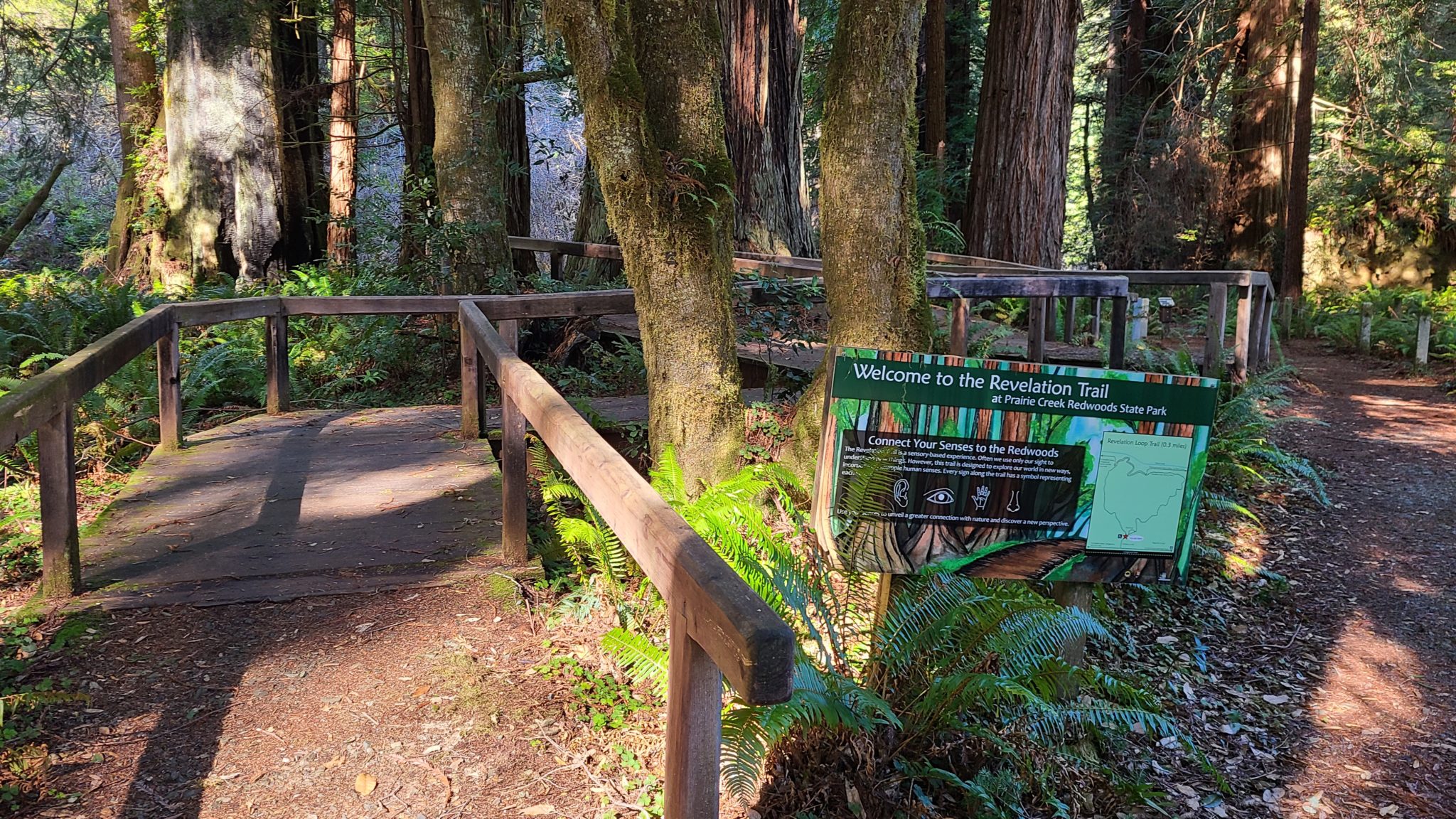 15 great redwood parks for people with disabilities | Save the Redwoods ...