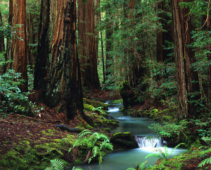 The Evolution of a Park | Save the Redwoods League