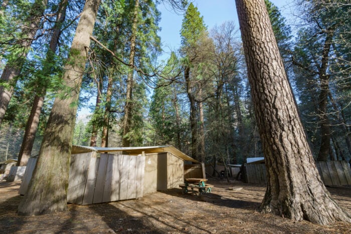A basic wooden cabin beneath tall trees