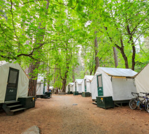 Yosemite cabins for giant sequoia fans