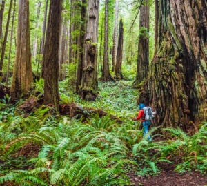 Late summer backpacking in the redwoods