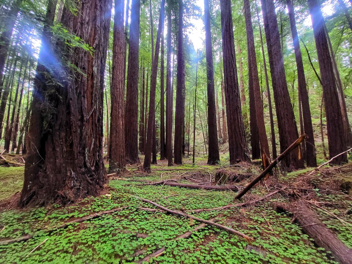 Green sorrel covers the ground of a dense forest of large redwoods.
