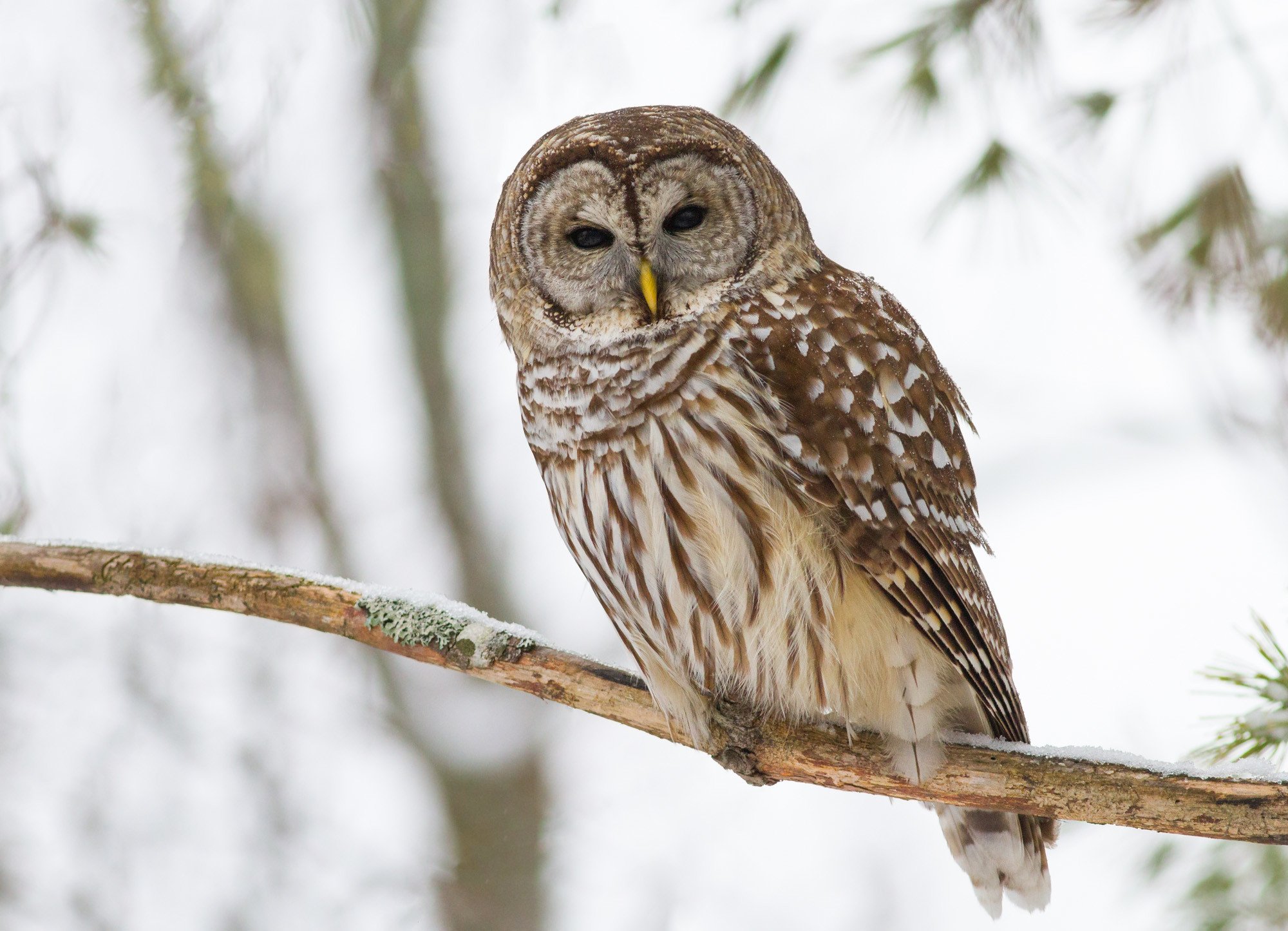how-to-bar-barred-owls-save-the-redwoods-league