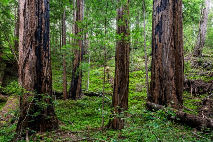 redwood forest landscape