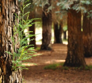 Where to see redwoods in SoCal