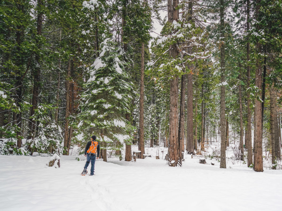 12 Ideas For Winter In The Redwoods Save The Redwoods League