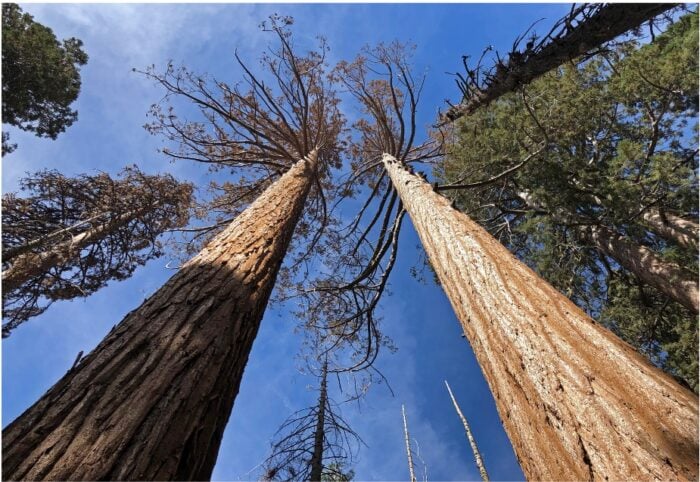 A view looking up at two dead giant sequoias against a blue sky.