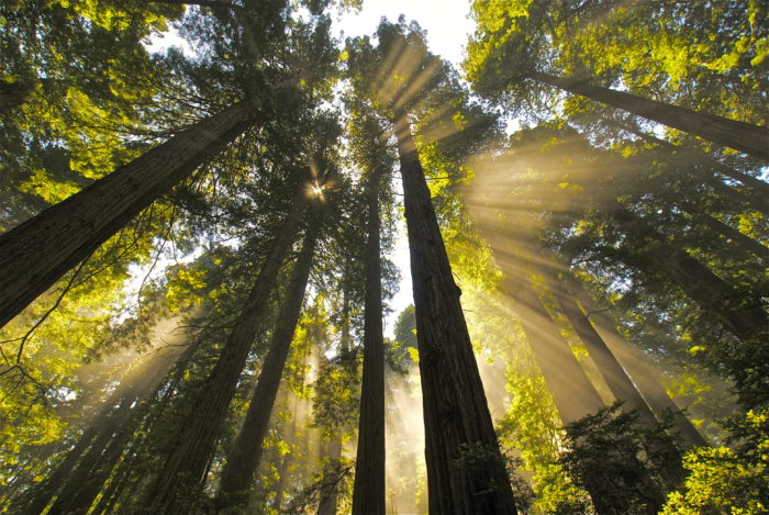 10 amazing redwoods photos for Earth Day | Save the Redwoods League