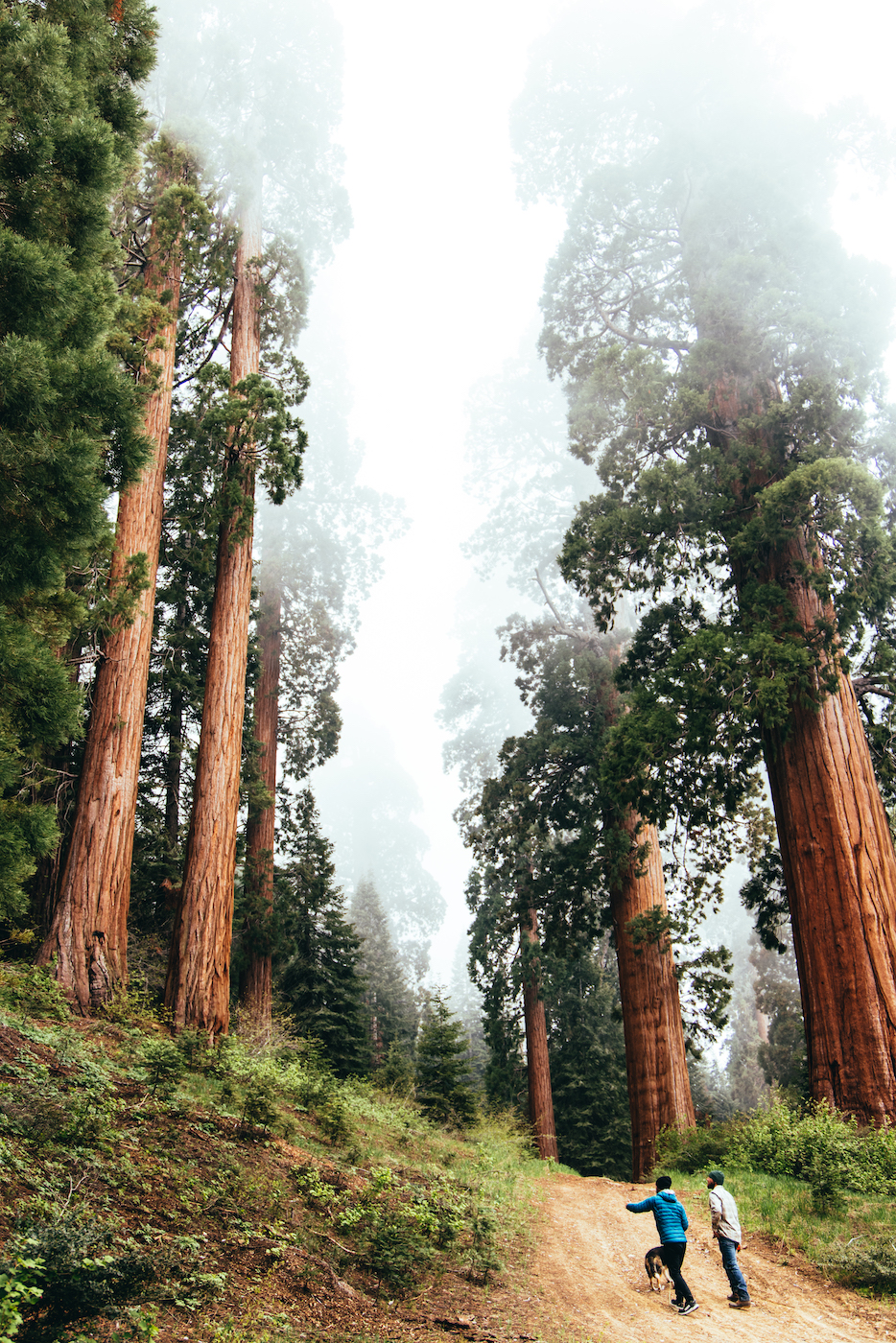 Backpacking In The Giant Sequoias | Save The Redwoods League