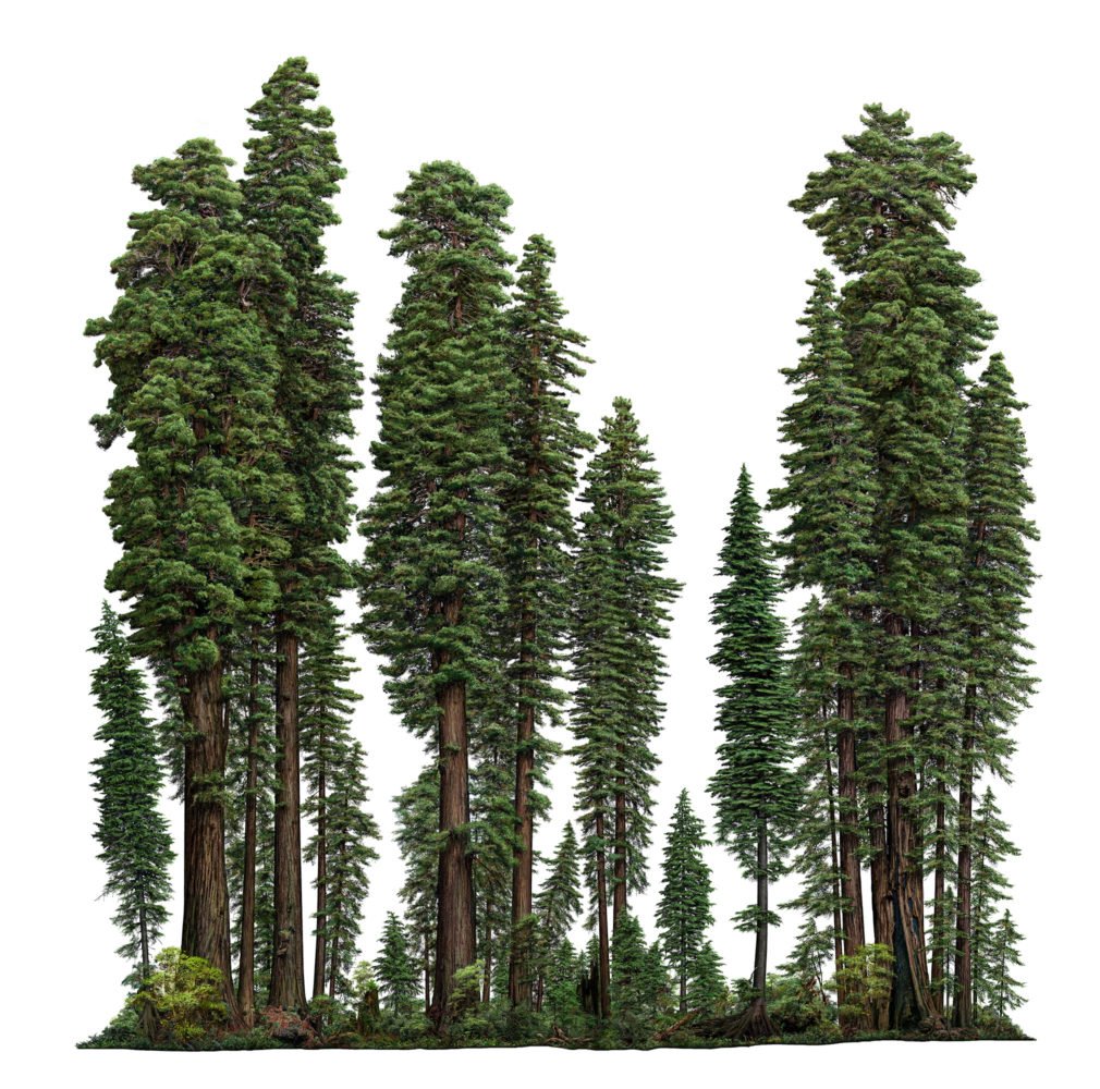 Redwood Tree Drawing / Vector set with outline sequoia or california