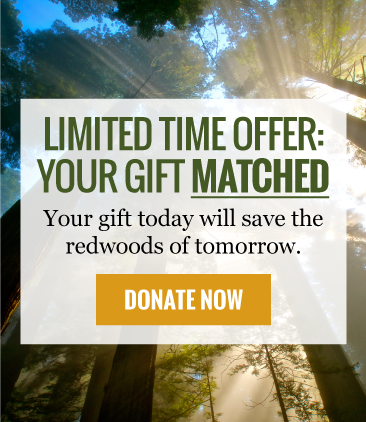 Home | Save The Redwoods League