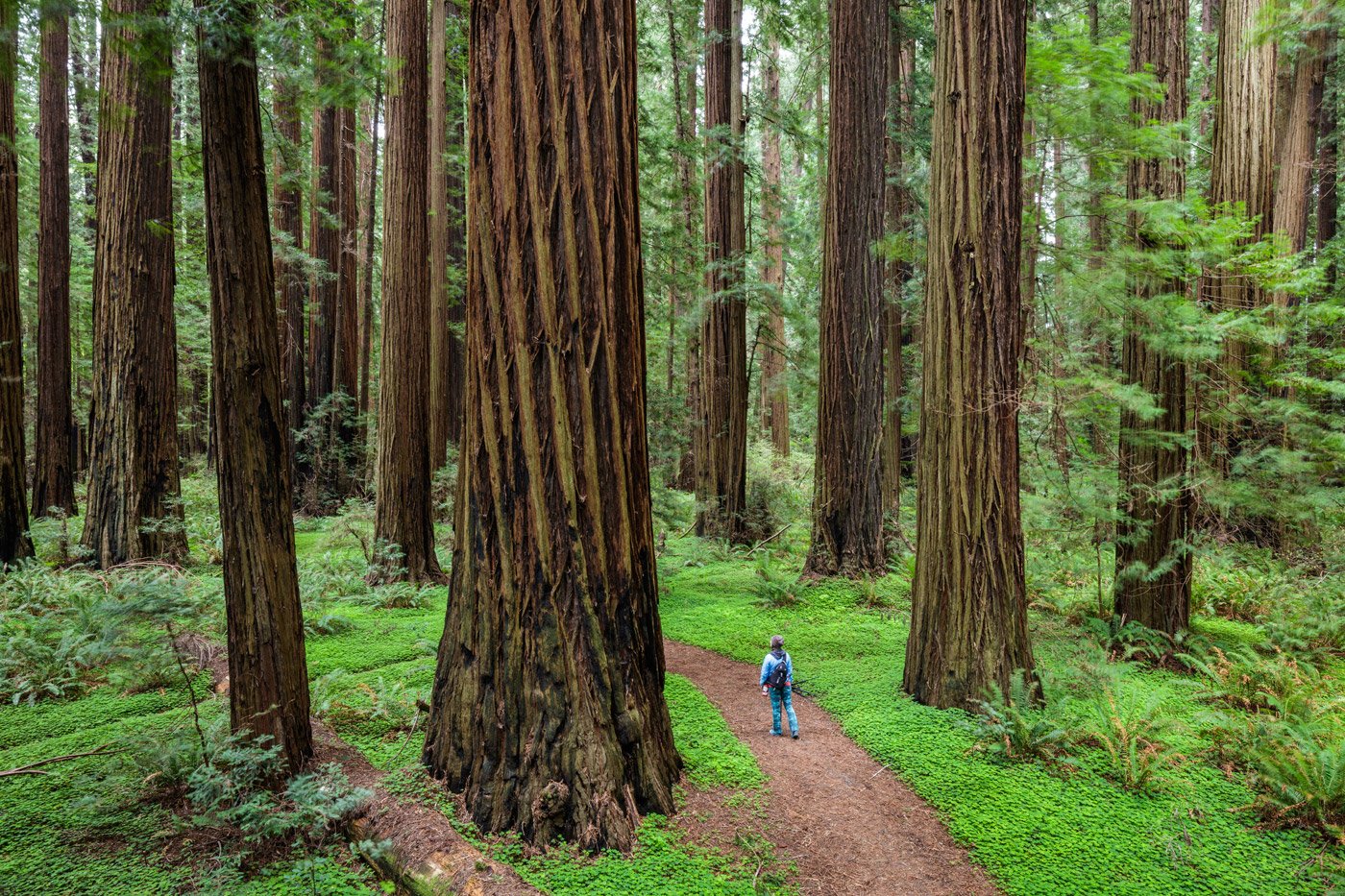 Visitor hiking in redwood forest
