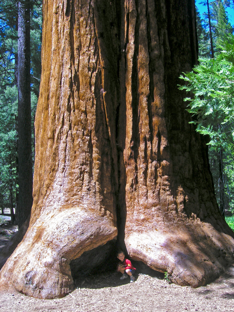 Bakersfield%3A+Giant+Sequoia+Tree+Lighting+Sparks+Controversy