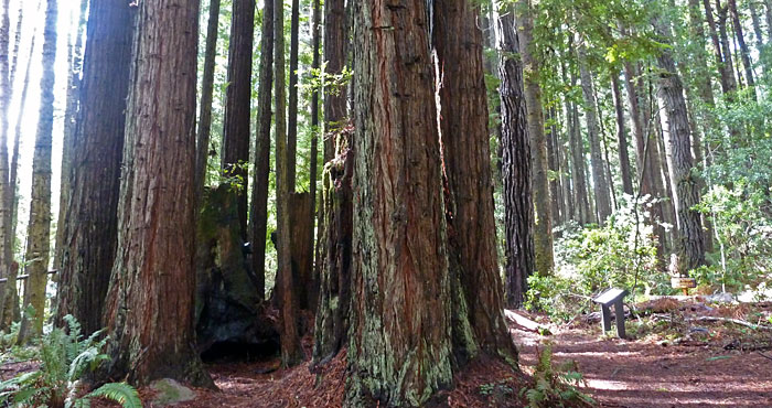 Jug Handle State Natural Reserve | Save the Redwoods League