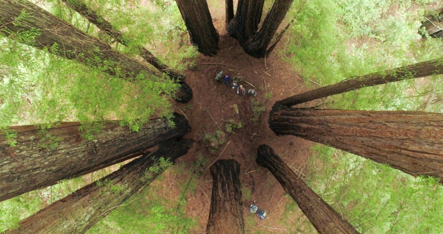 explaining-the-mystery-behind-fairy-rings-in-the-redwoods-save-the-redwoods-league