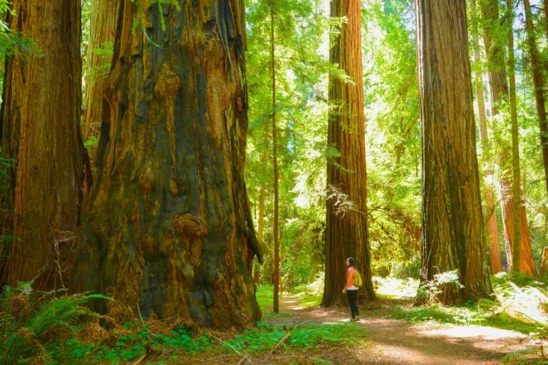 10 Spots For A Natural High In Mendocino County | Save The Redwoods League