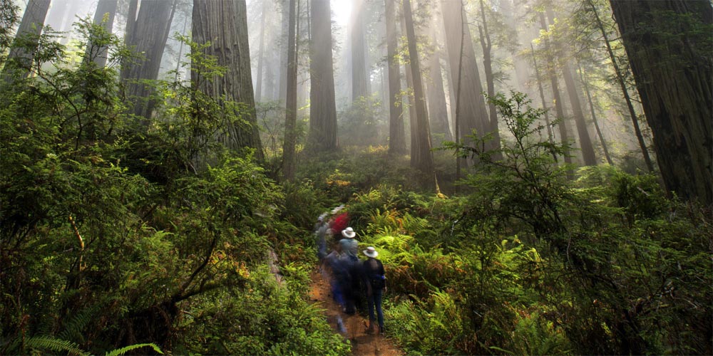 Save the Redwoods League and the San Francisco Giants Celebrate