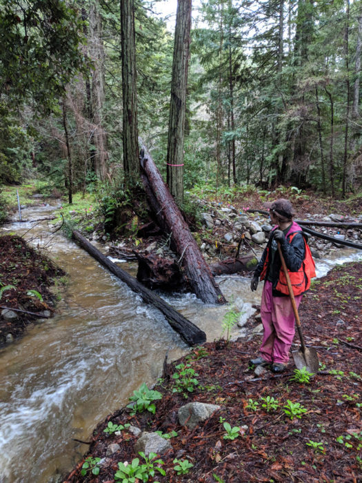 San Vicente Redwoods | Save the Redwoods League