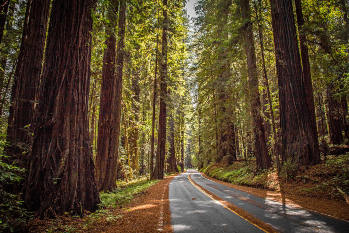 An Epic Road Trip from the Bay Area to the North Coast - Save the ...