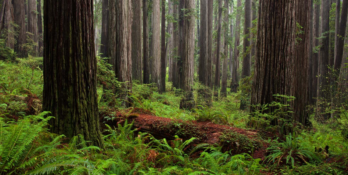 The Threats to the Redwoods - Save the Redwoods League