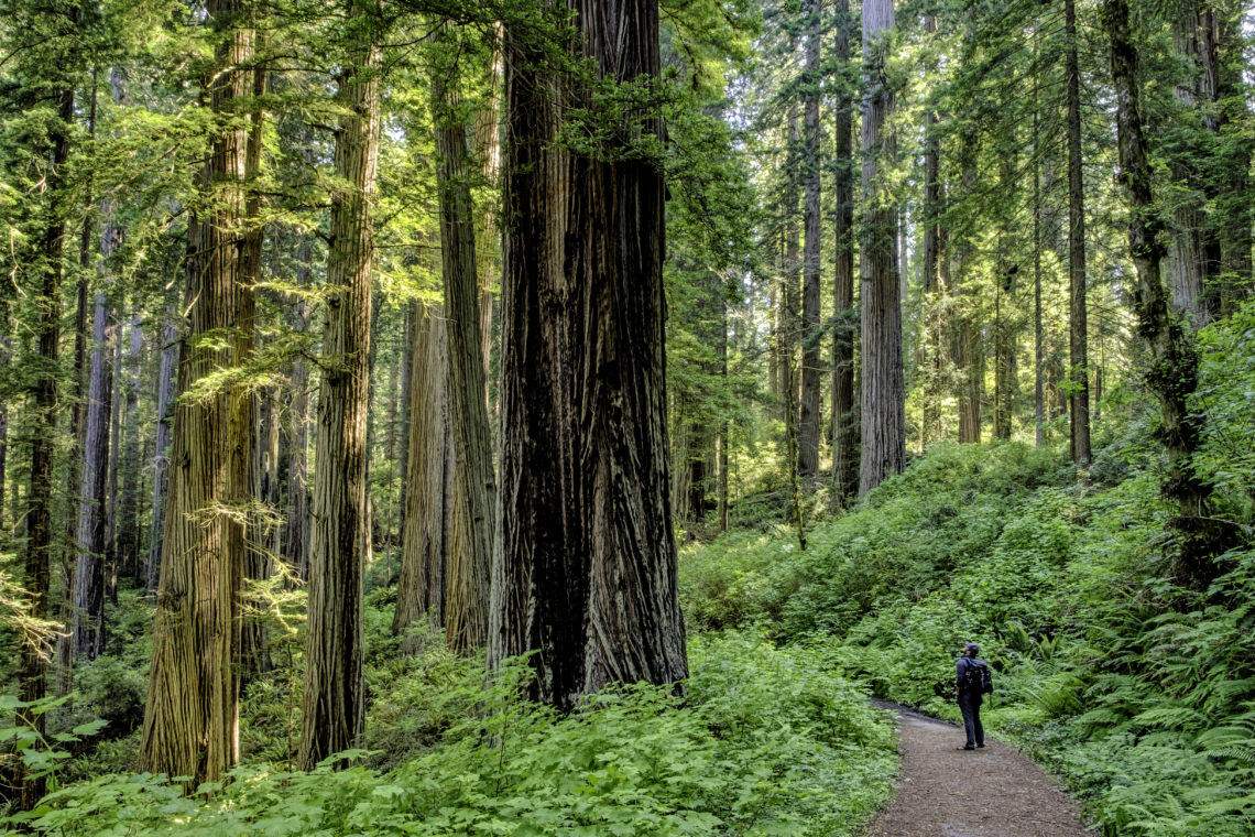 Walk among giants - Save the Redwoods League