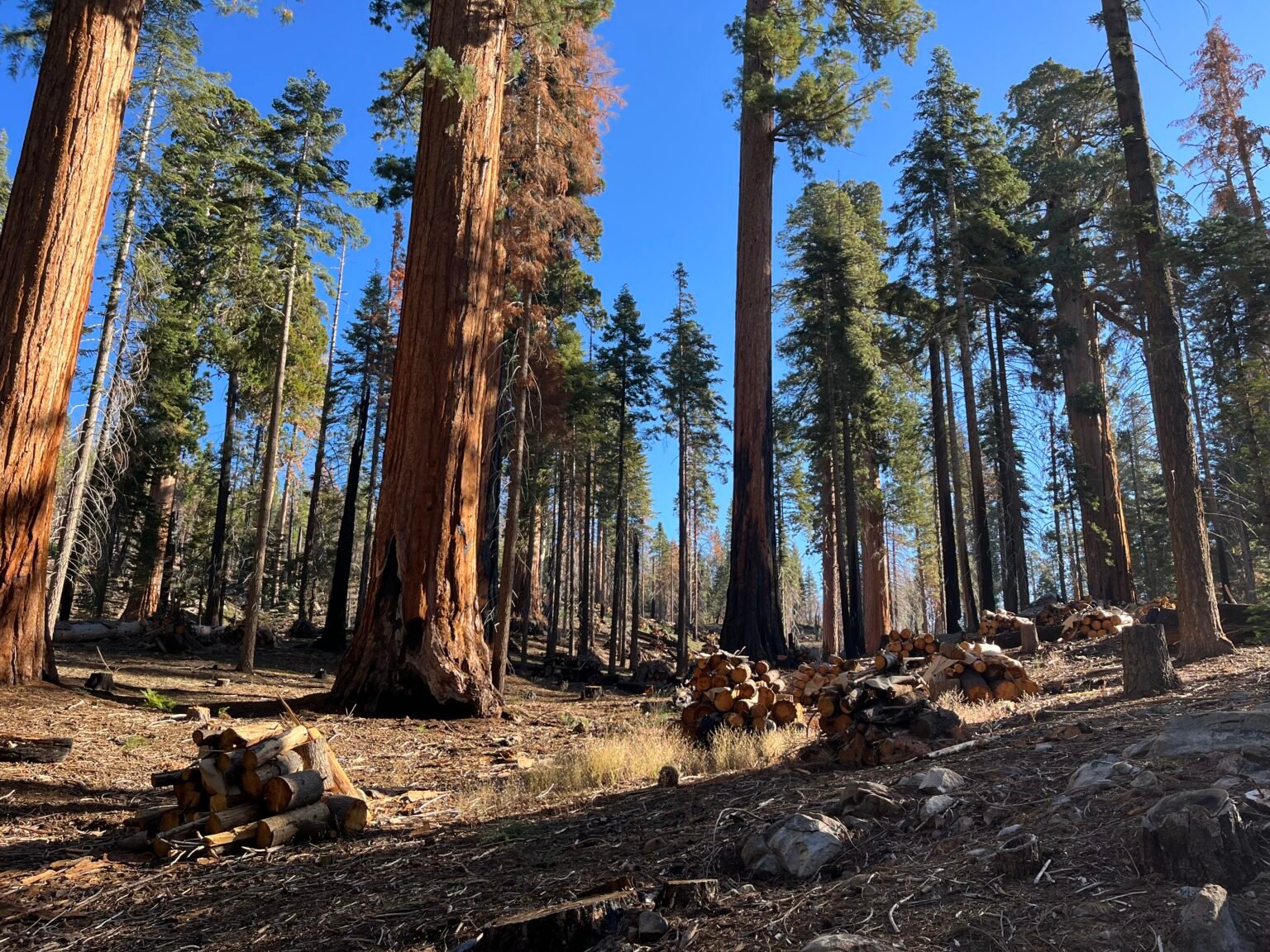 Video Monumental Progress In Protecting Giant Sequoias From Severe Wildfires Save The 