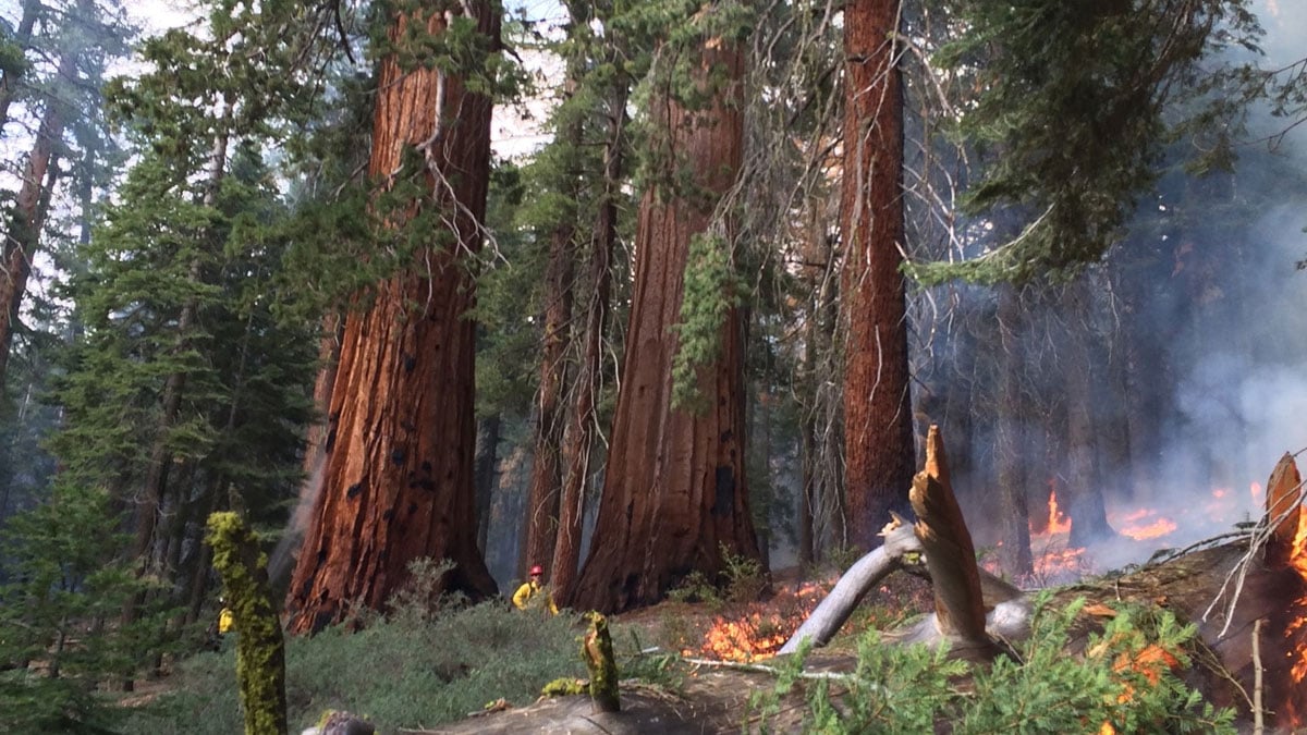 Giant Sequoia And Fire 
