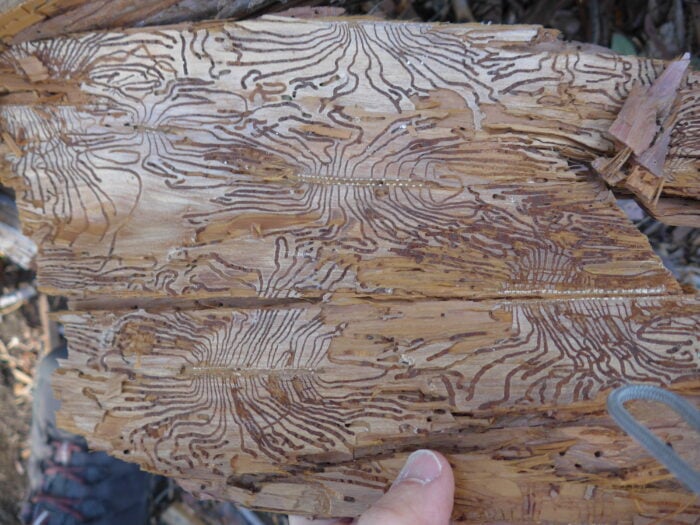 close up of a piece of wood with intricate twisted patterns carved by bark beetle larvae