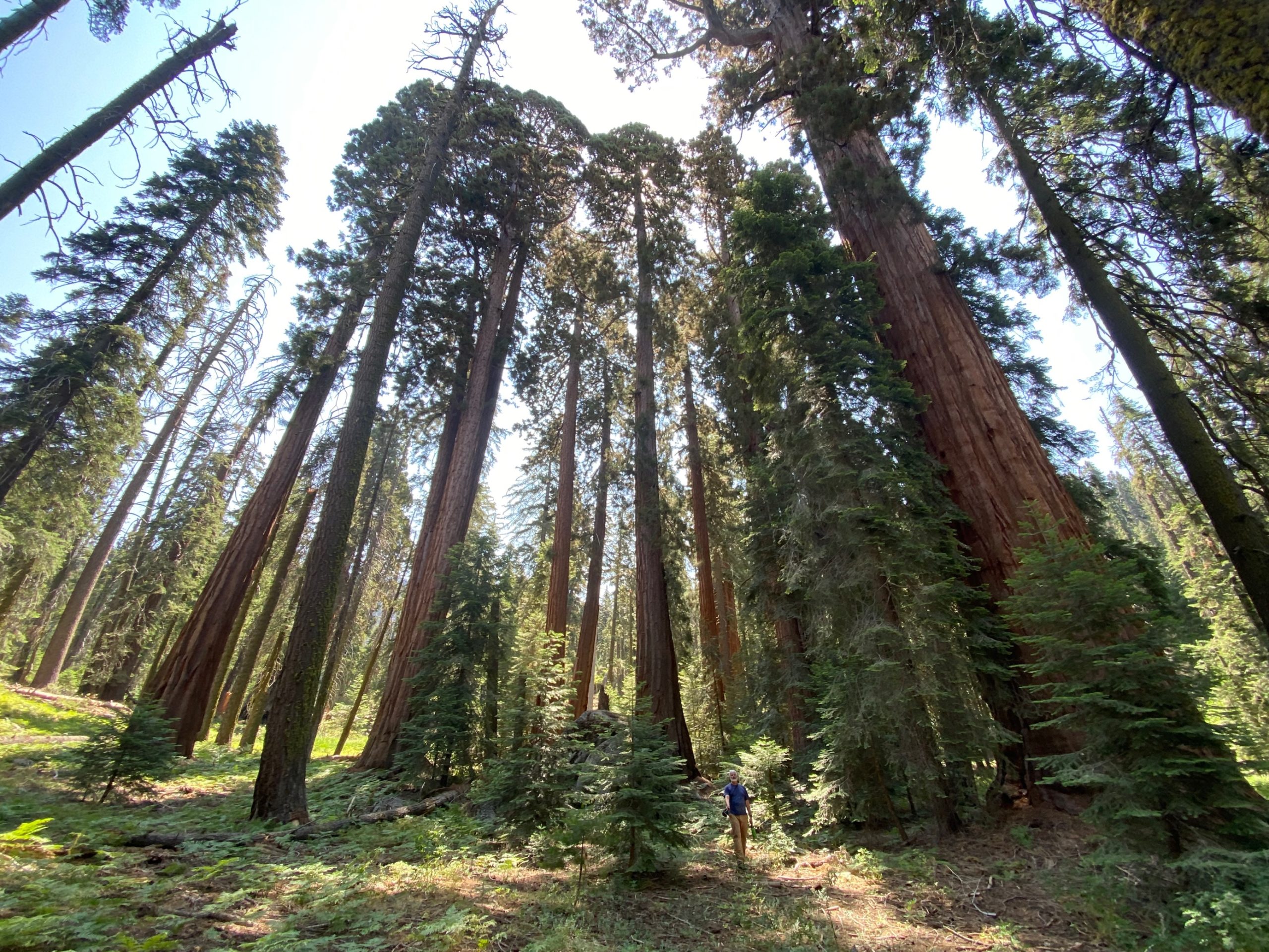 Windy Fire reaches Red Hill - Save the Redwoods League