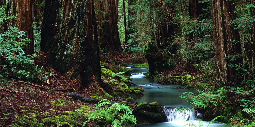 Support for California State Parks - Save the Redwoods League