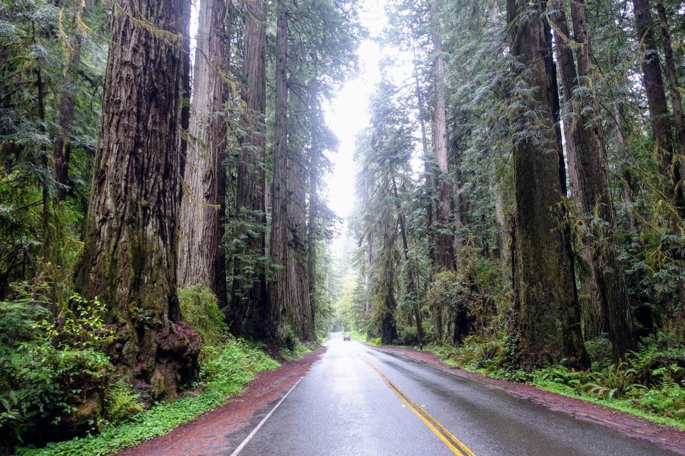 10 amazing redwoods holiday adventures - Save the Redwoods League