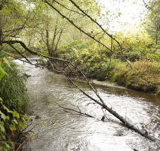 Prairie Creek Scenic Corridor | Save the Redwoods League