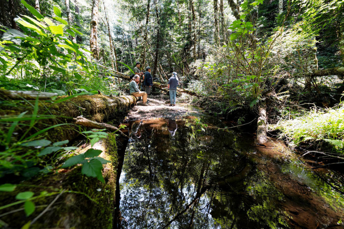 Tc’ih-Léh-Dûñ (Fish Run Place) | Save the Redwoods League