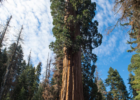 Red Hill - Save the Redwoods League