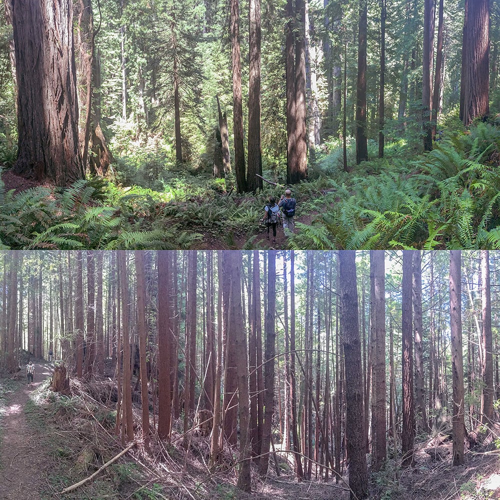 Two panoramic photos comparing conditions in an old growth forest and a neighboring second growth forest in Prairie Creek Redwoods State Park.
