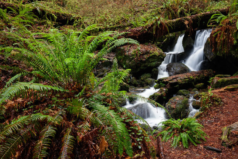 10 must-see spots in Redwood National and State Parks | Save the ...