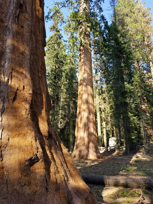 New Initiative To Sequence The Redwood Genomes - Save The Redwoods League