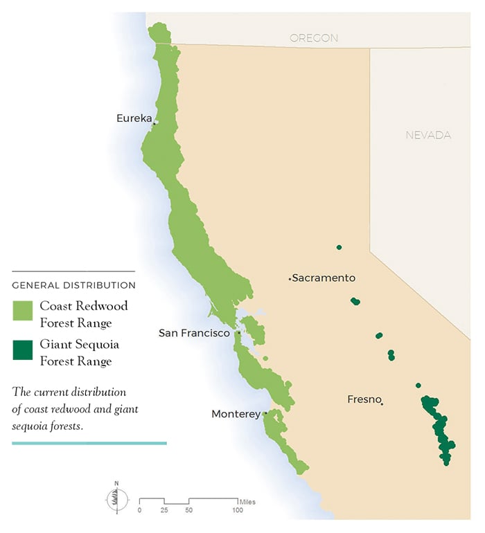 The current distribution of coast redwood and giant sequoia forests.