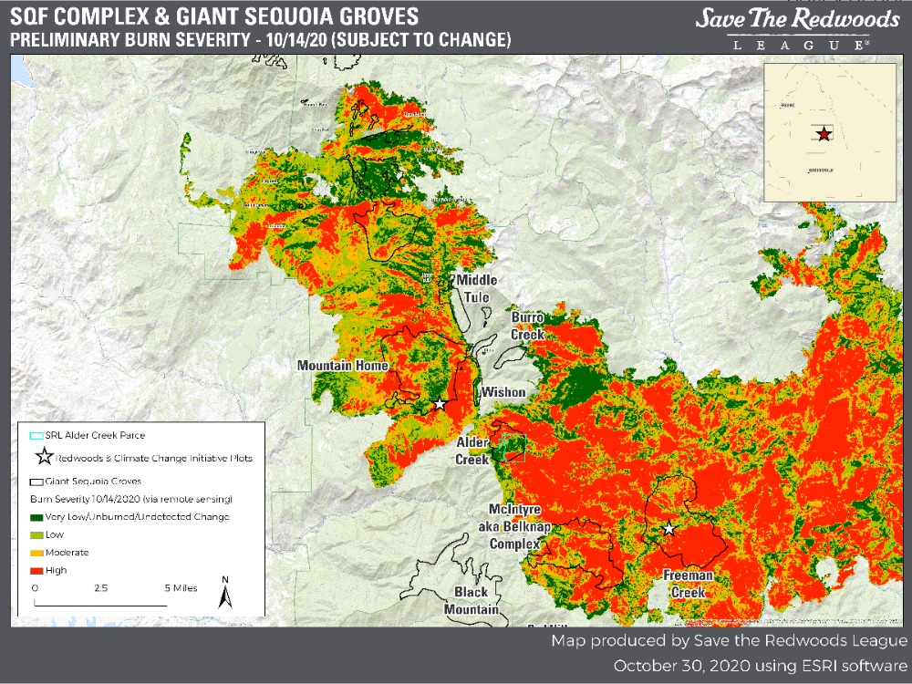 Update on 2020 wildfire in the giant sequoia range | Save the Redwoods ...