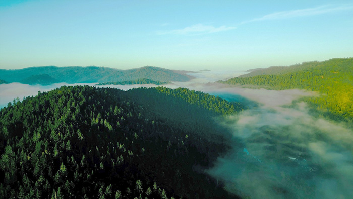 Russian River Redwoods