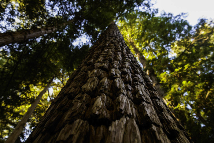 Lost Coast Redwoods: Facts - Save the Redwoods League