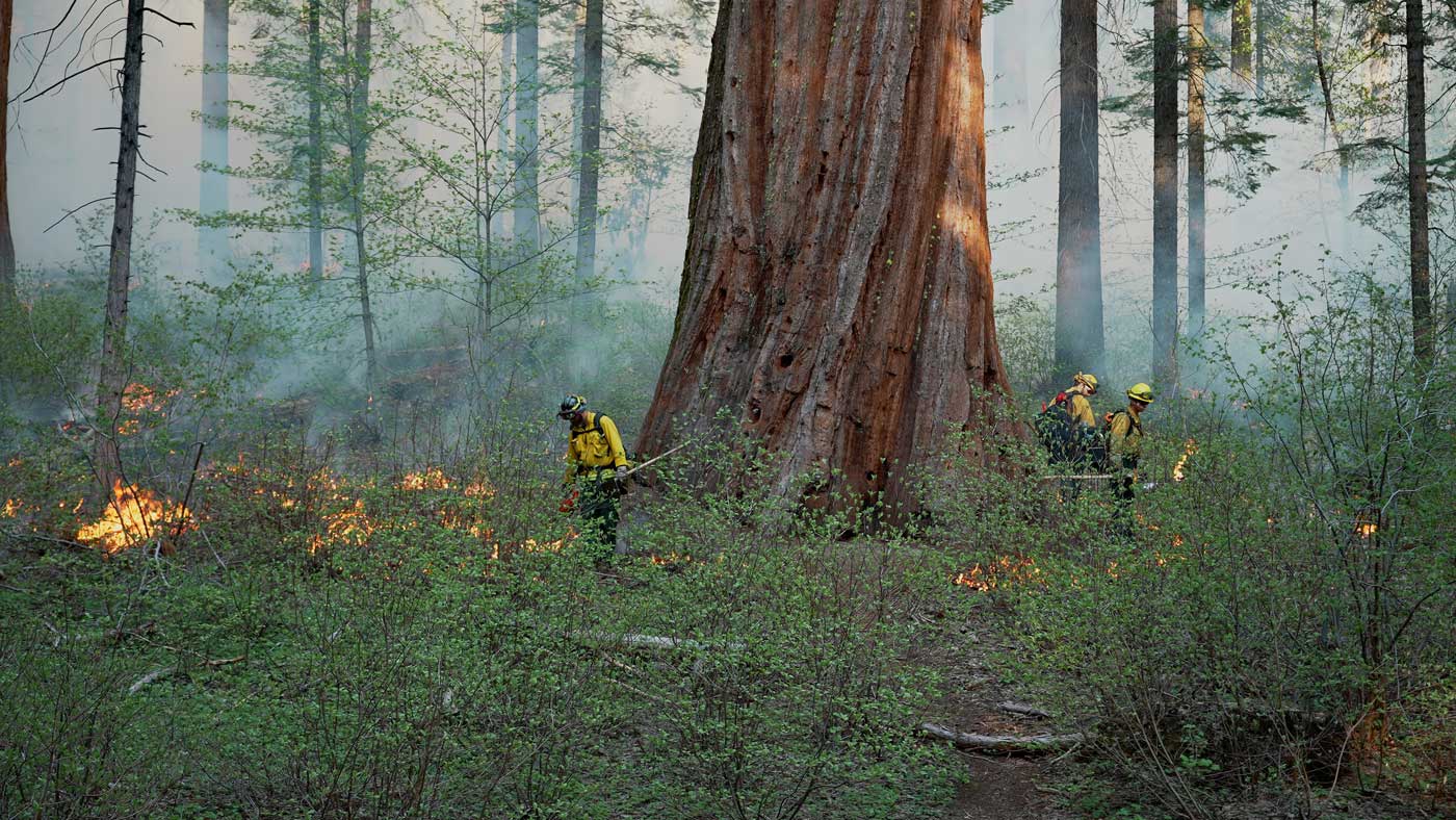 Helping redwoods fight climate change - Save the Redwoods League