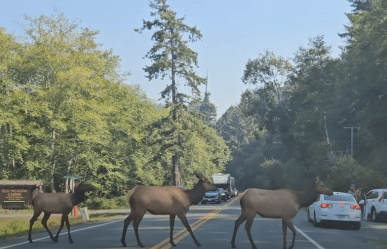 Video: Redwoods traffic jam | Save the Redwoods League