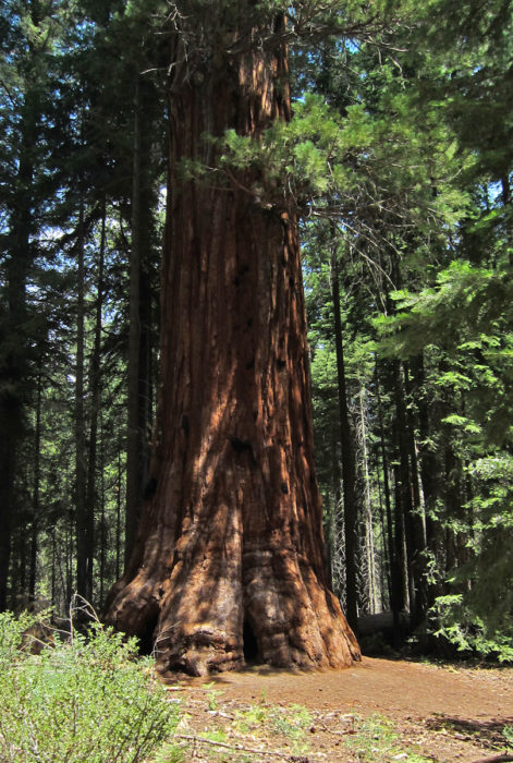 150 Years of Saving the Giant Sequoia | Save the Redwoods League