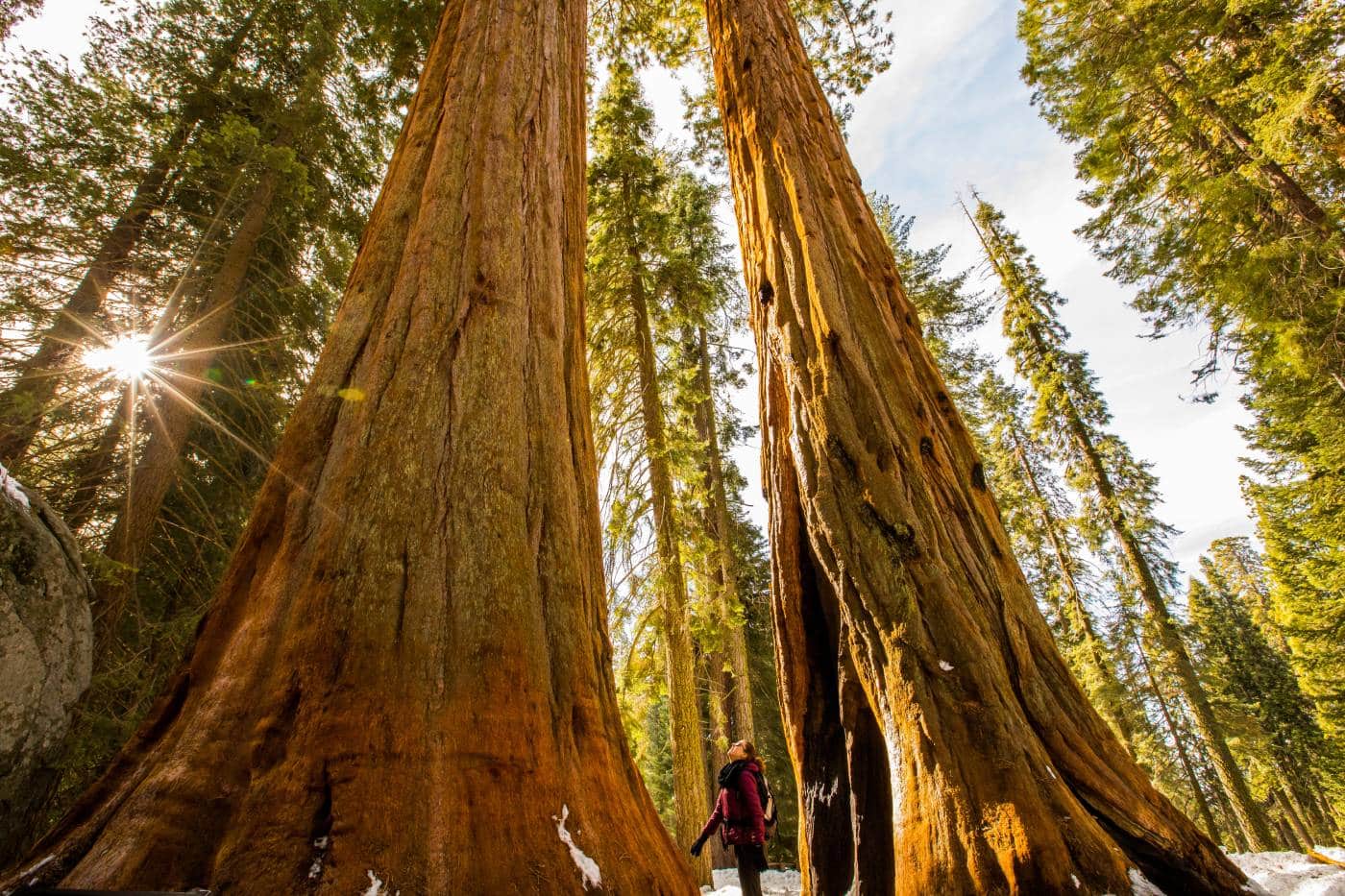 Visited Sequoia National park in 2019. You don't understand their size till  you're there. They were too big for a single picture frame. : r/megalophobia