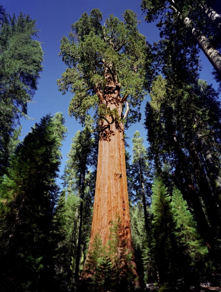 largest tree in the world